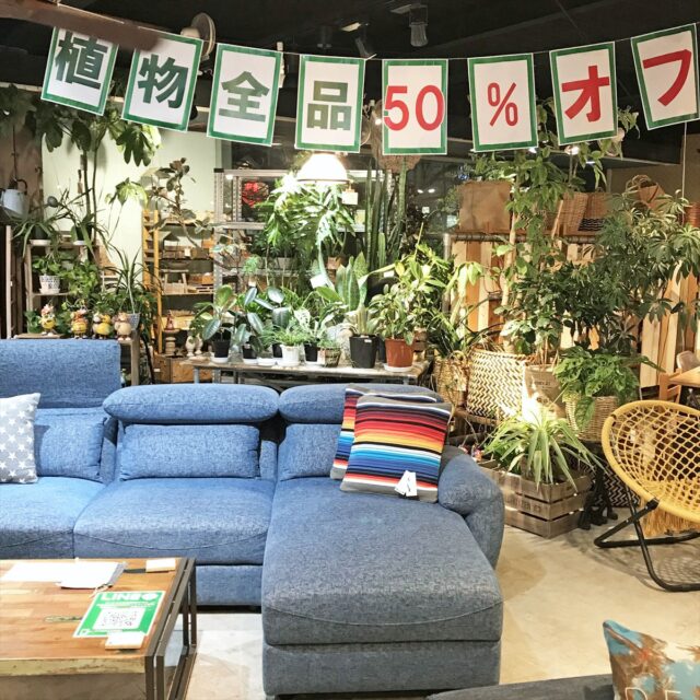 観葉植物が全品50 オフ Booms 個性派家具専門店ブームス 茨城 取手つくば 流行のおしゃれ家具 インテリア